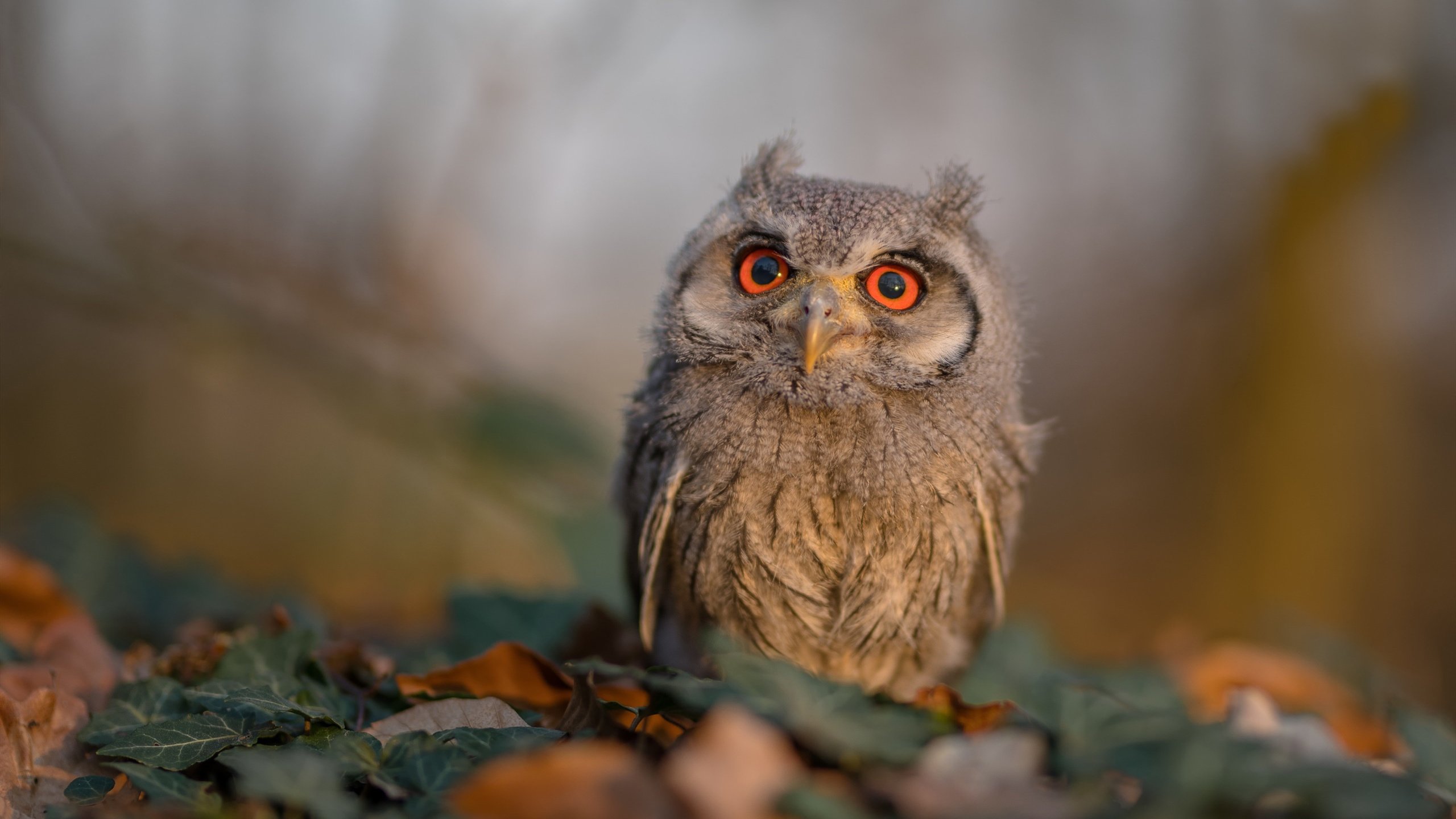 爱游戏体育-未来足球“超级巨星”的梦想拼搏在欧冠,未来足球十大潜力球星