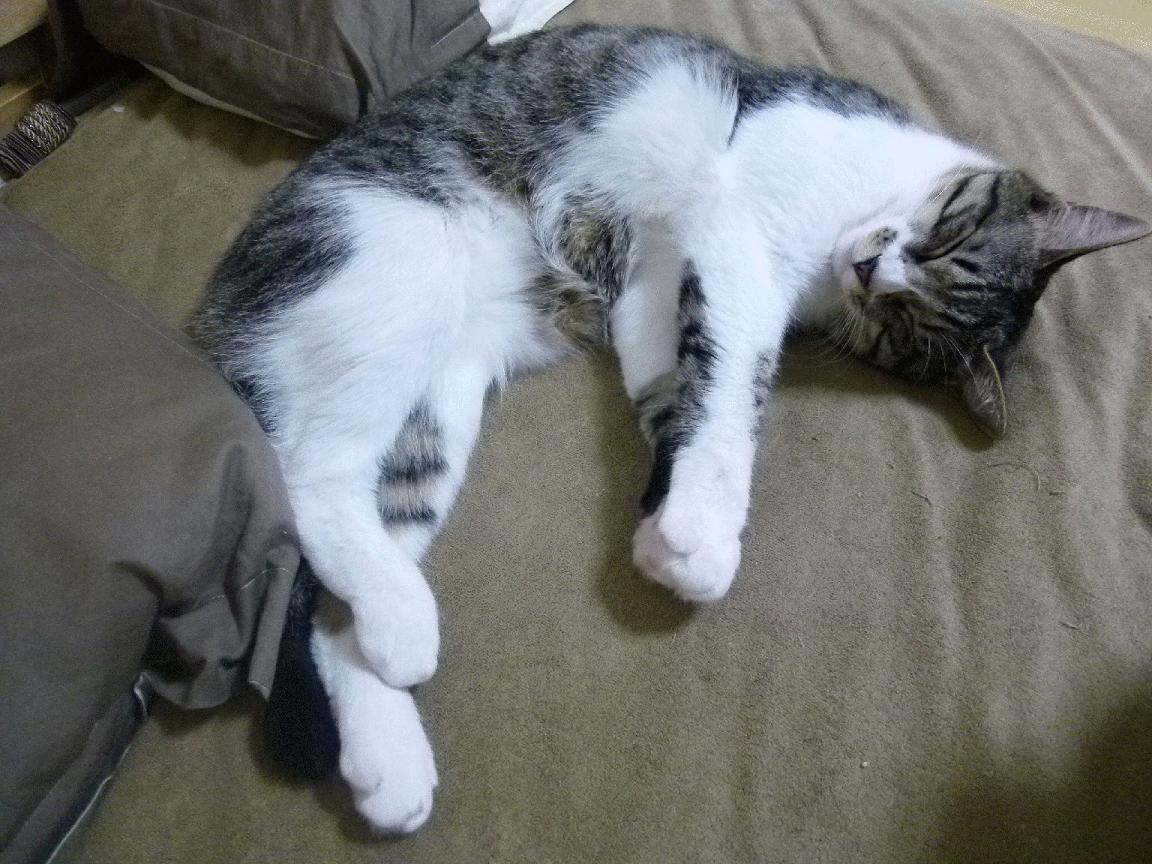 爱游戏智能体验-KPL战队社交媒体粉丝互动增强，kpl战队互动预约